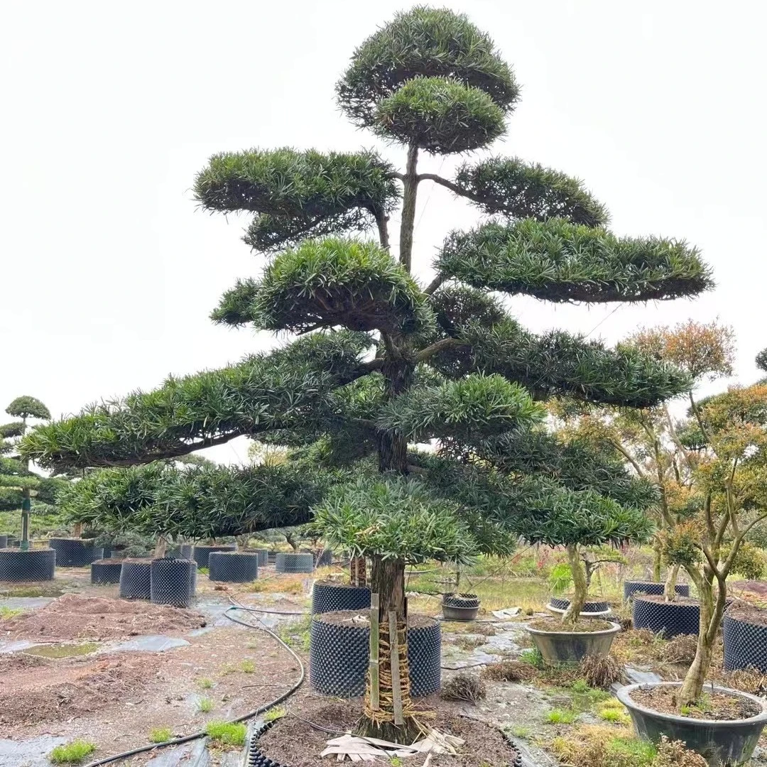 大型地景罗汉松四季常青庭院别墅一物一拍