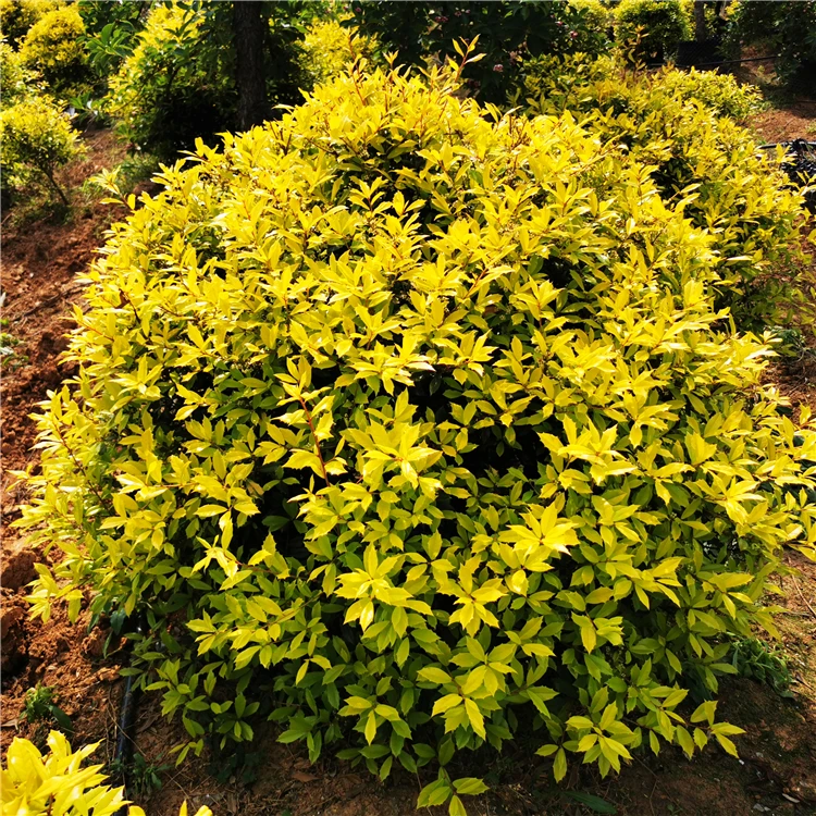 黄金枸骨球四季常青耐寒植物