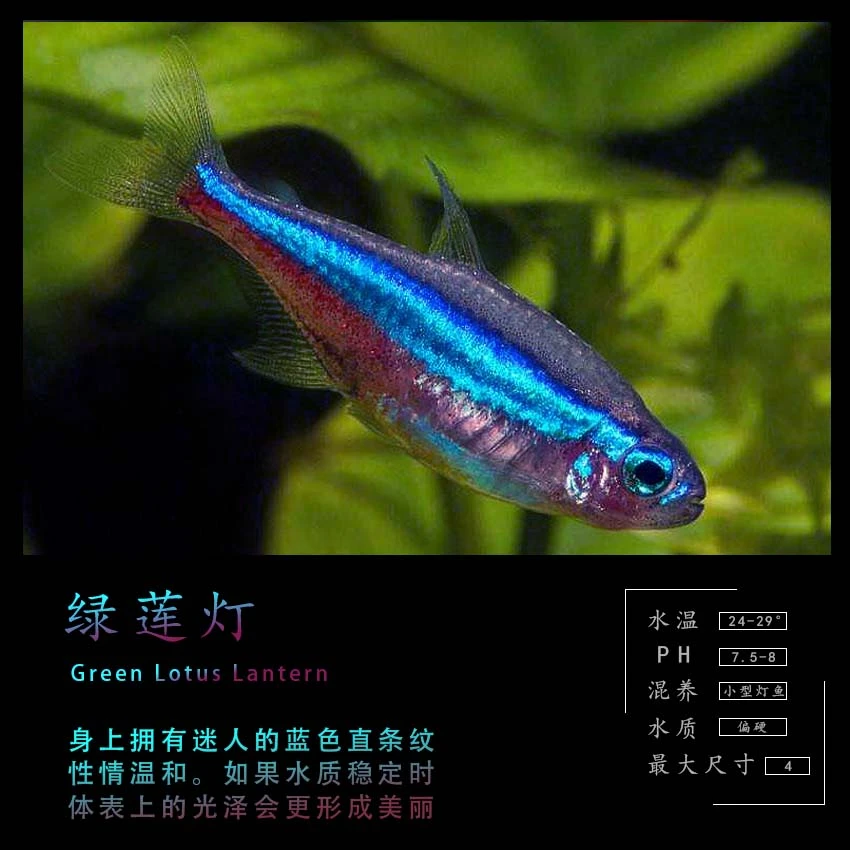 热带观赏鱼基地直播绿莲灯