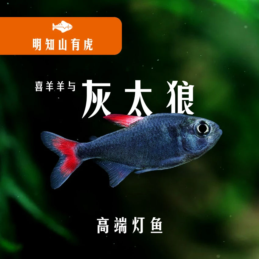 灰太狼灯鱼灯科鱼观赏鱼