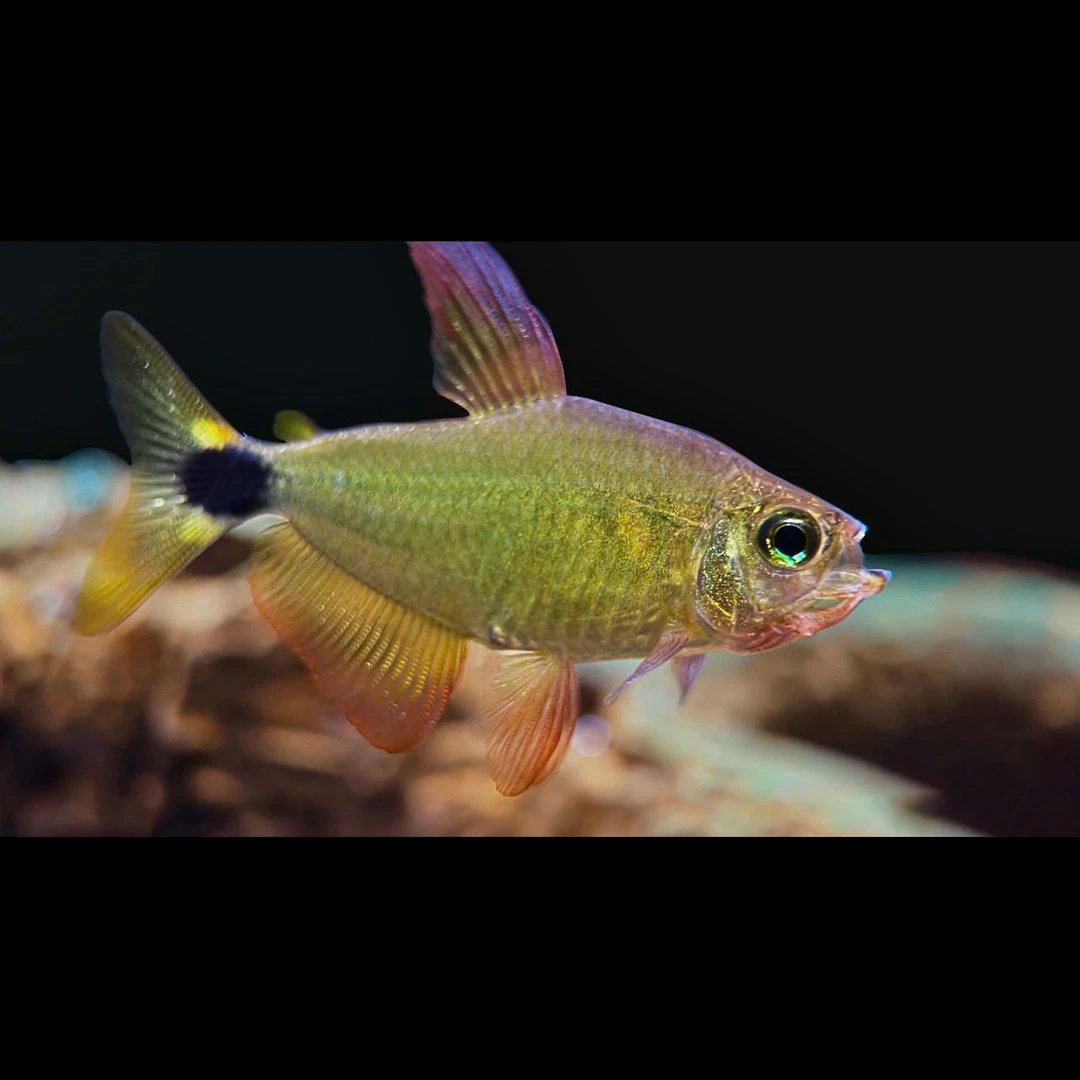 蝴蝶凯迪福袋观赏鱼明知山有虎特惠1