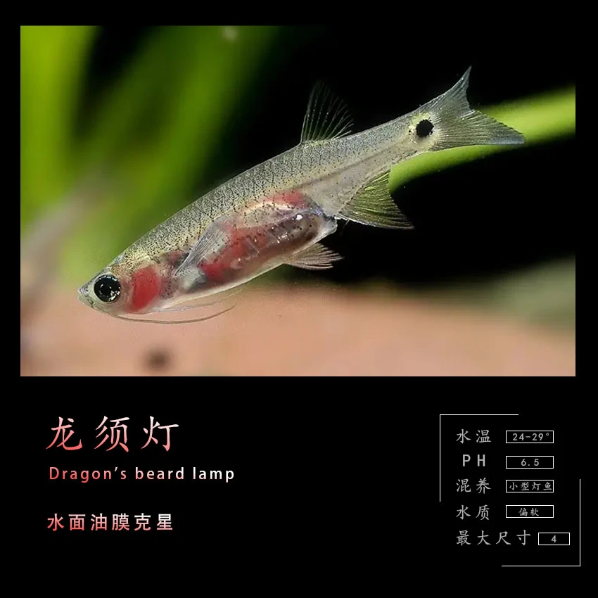 龙须灯观赏鱼明知山有虎特惠