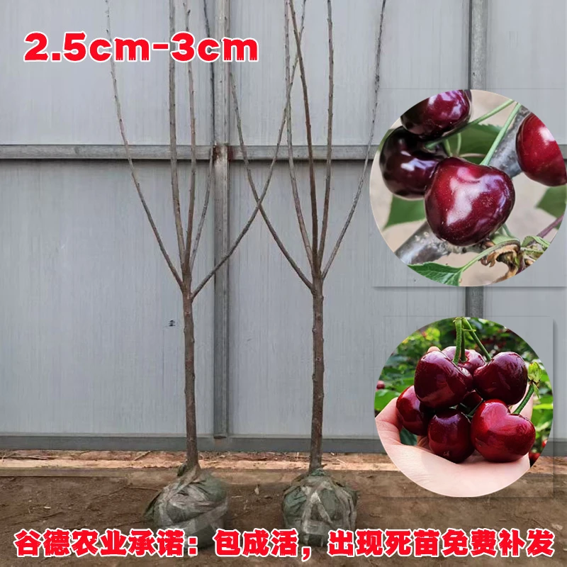 正宗车厘子树苗矮化大樱桃树樱桃苗南方北方种植盆栽地栽果树果苗