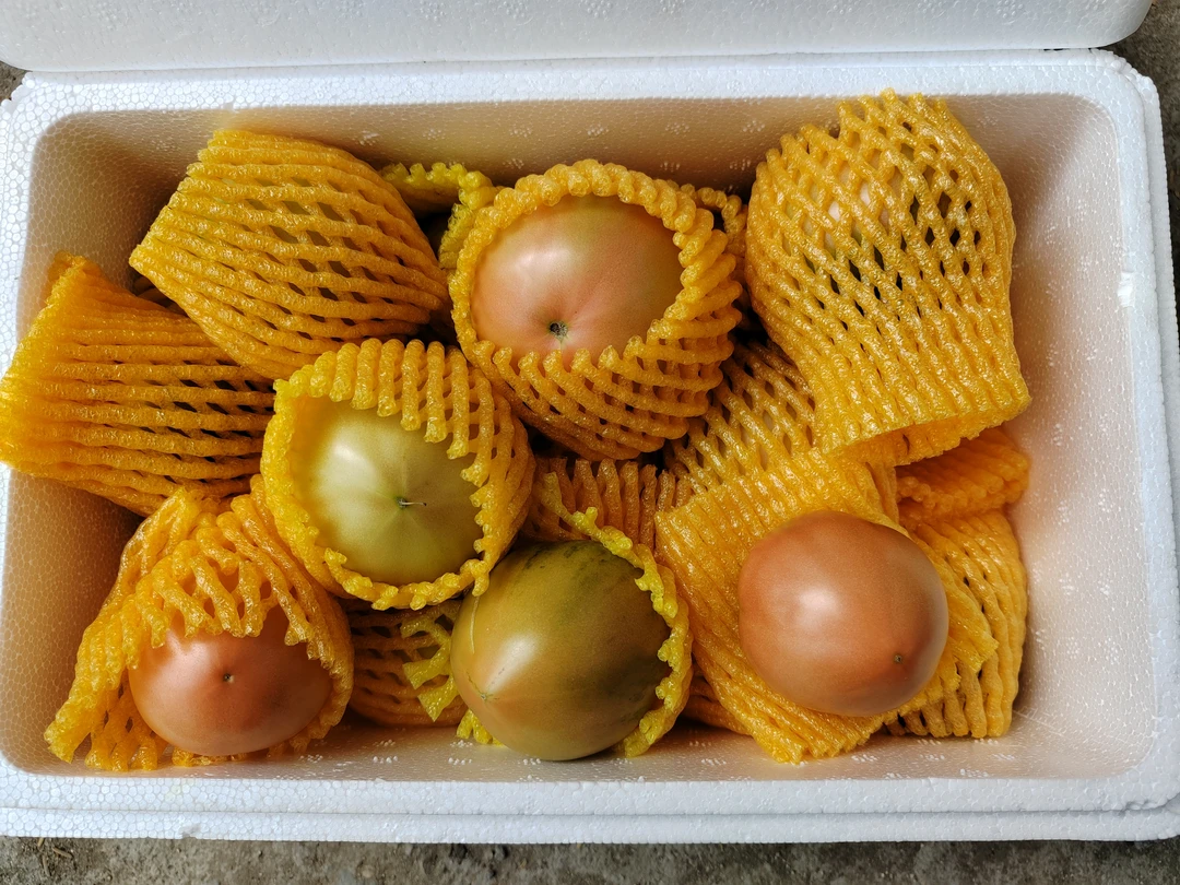 新鲜西红柿上市了