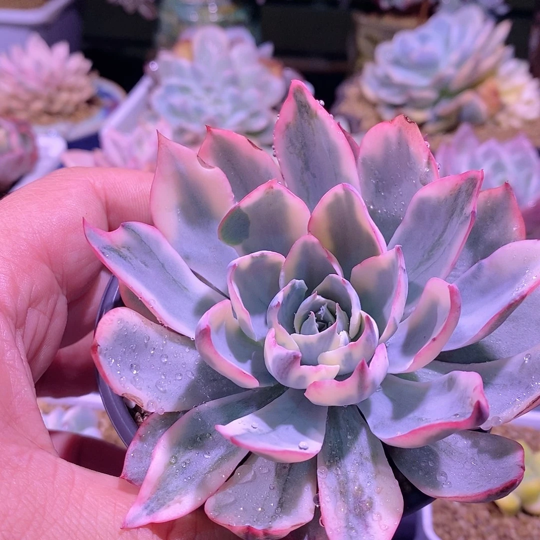阿美星锦多肉植物老桩。。。。