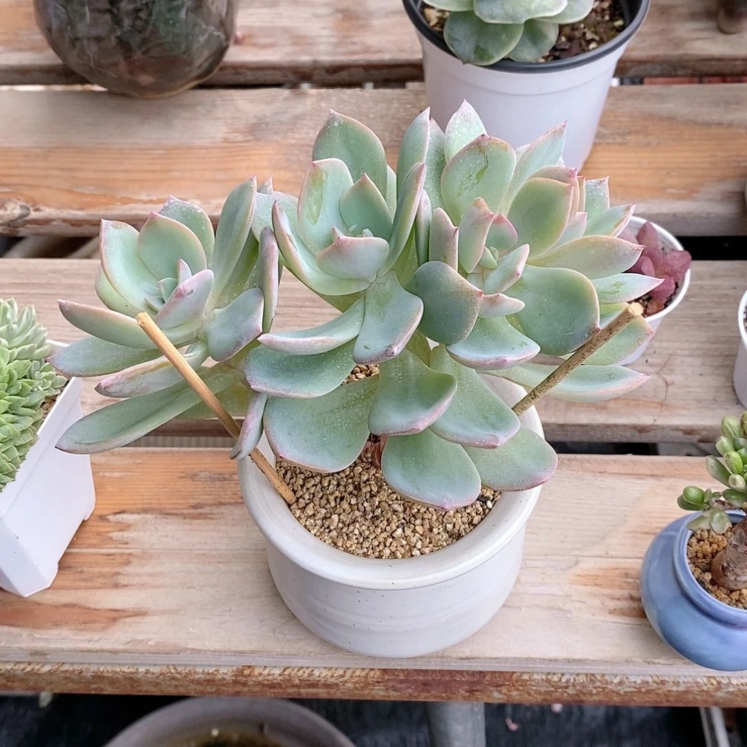 白凤朵朵老桩缀五头