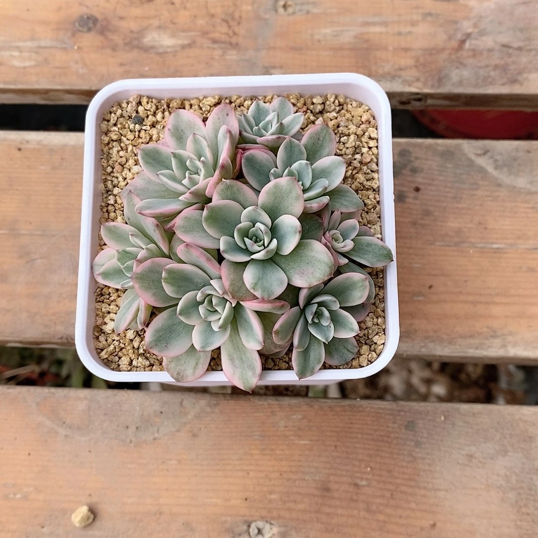 奶油黄桃锦多肉植物老桩有砍