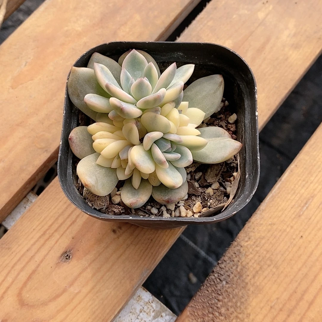 橙子锦多肉植物老桩