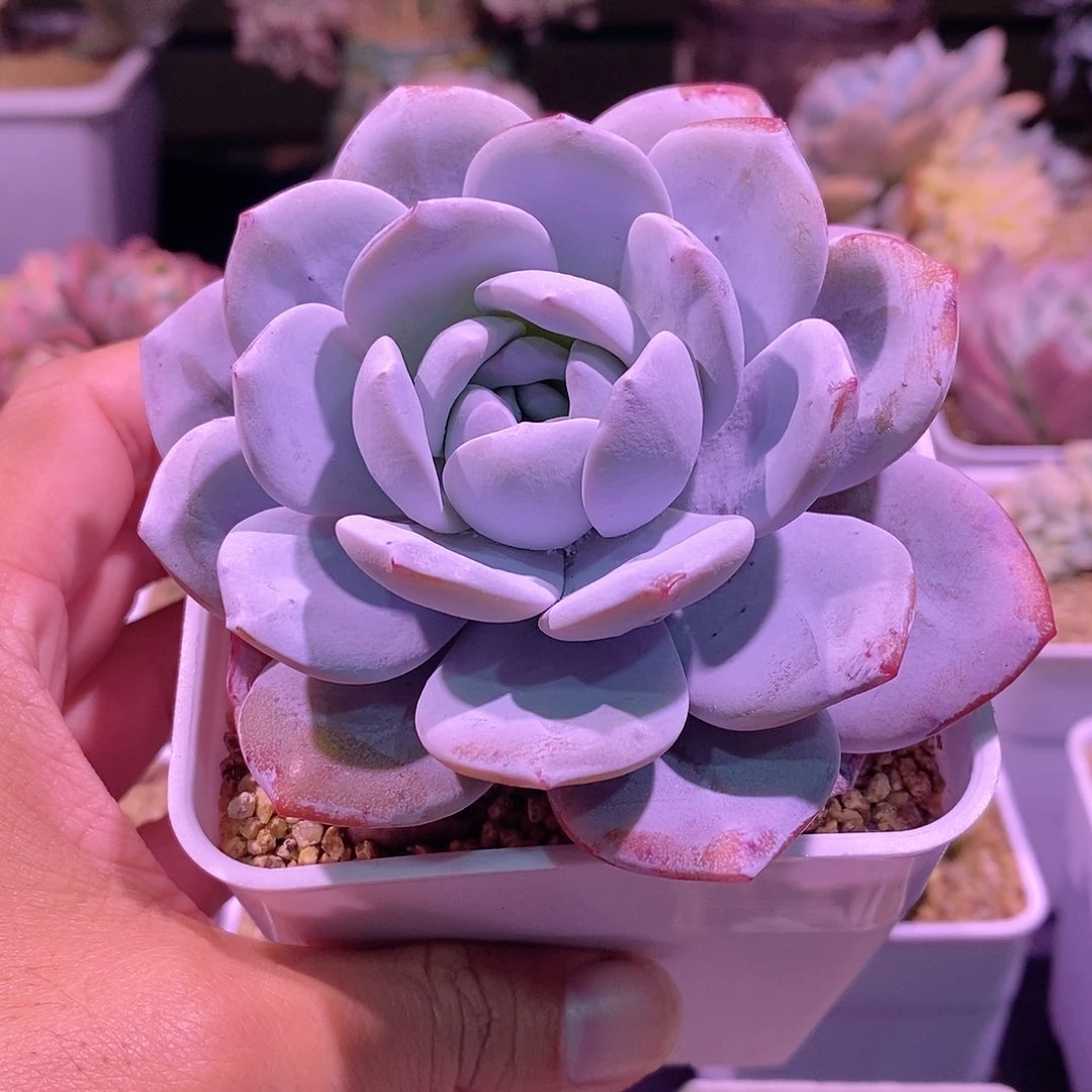 果**白雪莲多肉植物老桩多肉