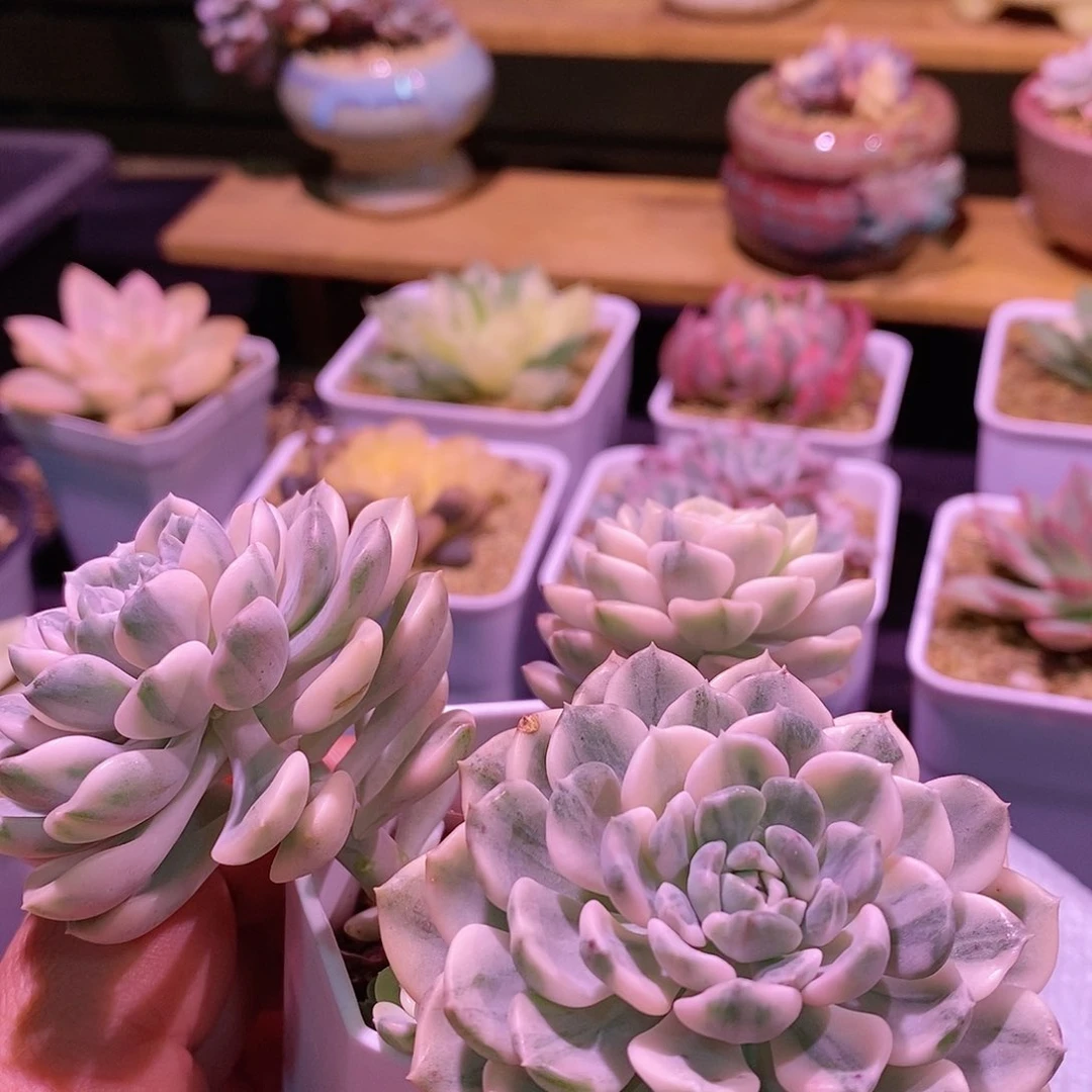 飞**?粉布偶锦多肉。。。。。