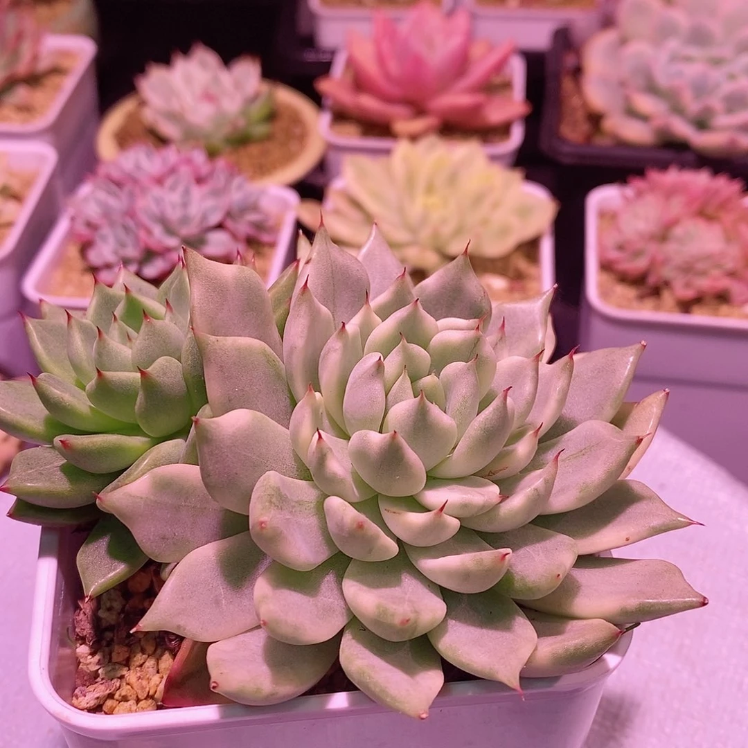 ?*泽妲己锦多肉植物老桩有砍