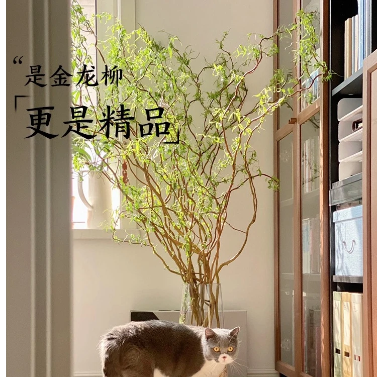 【黄金龙柳】金龙柳室内装饰摆放懒人好养水培遇水生根发芽金丝楠藤