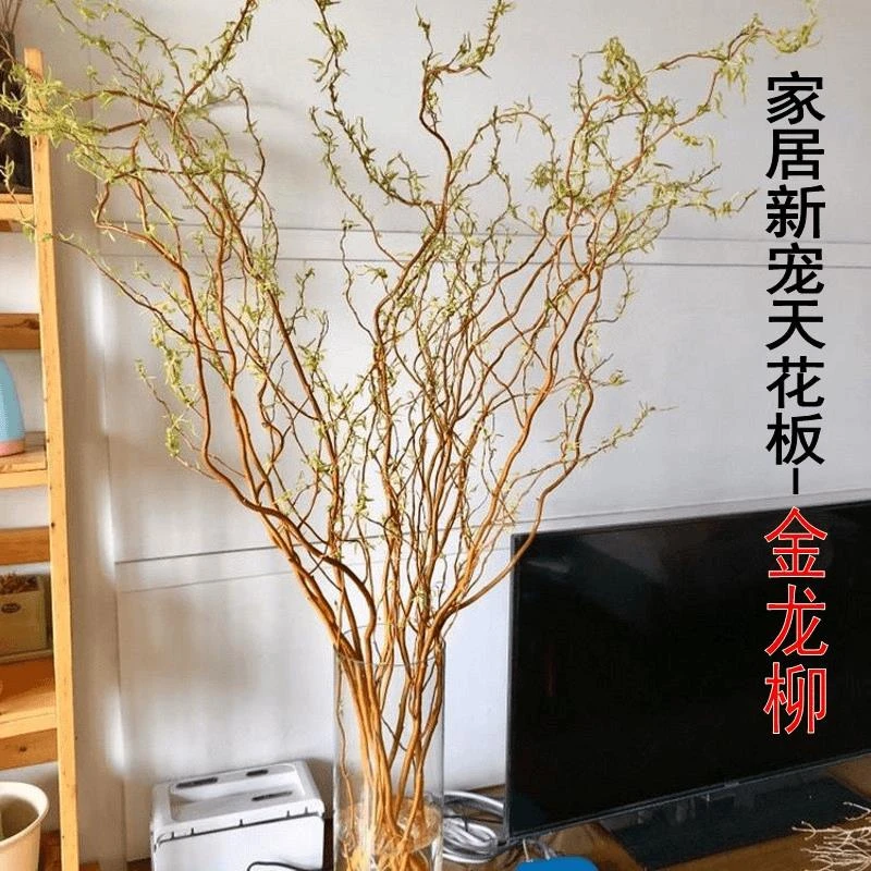 【进口金龙柳】到手10枝金丝楠藤水培绿植黄金龙柳绿植好养生根发芽