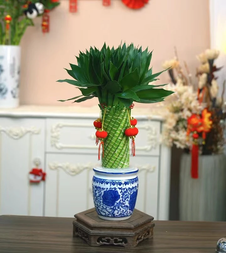 富贵龙竹元宝竹手工编制竹高端盆景