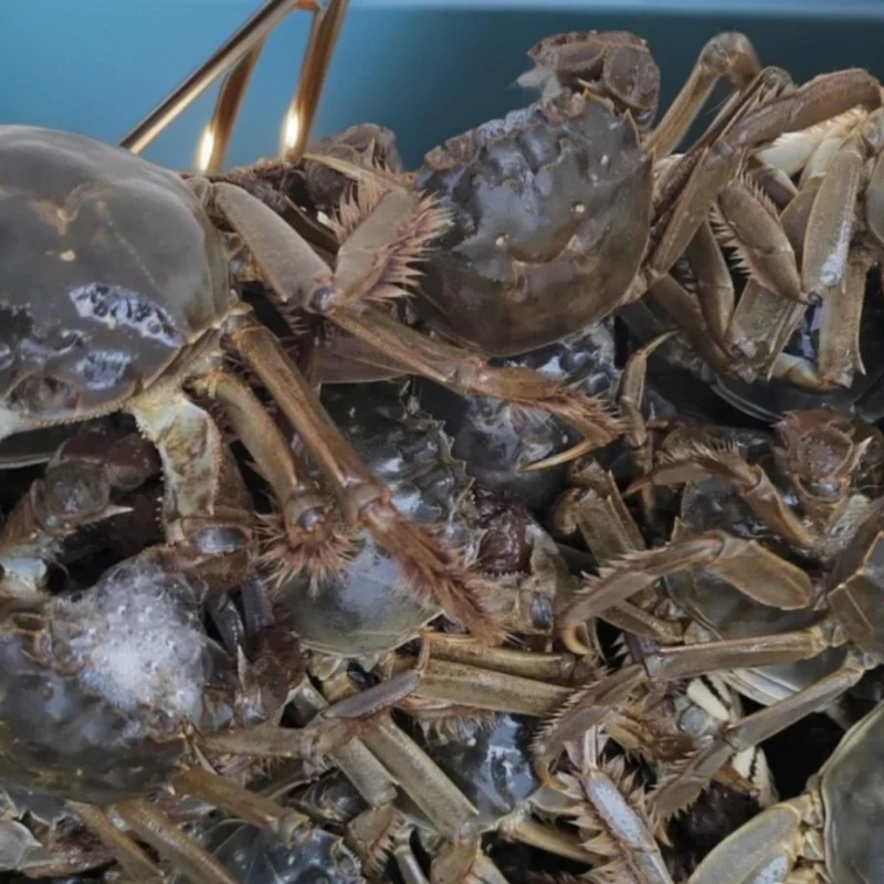 【鲜活发货】洪泽湖湖蟹公母随意搭配0.6-0.8两30只一盒顺丰包邮