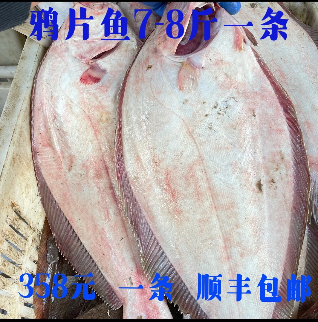 新鲜野生鱼顺丰速递包邮生蚝