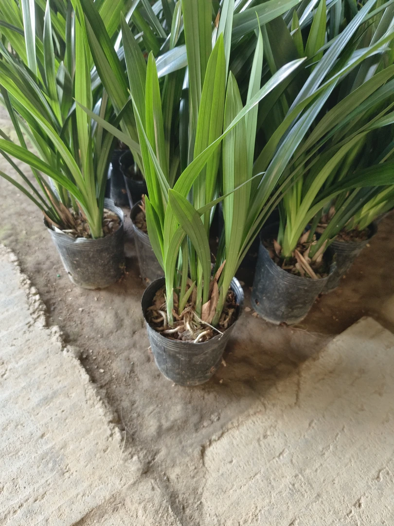 墨兰企黑兰花苗盆栽不带花苞室内客厅办公室四季常绿花卉净化空气