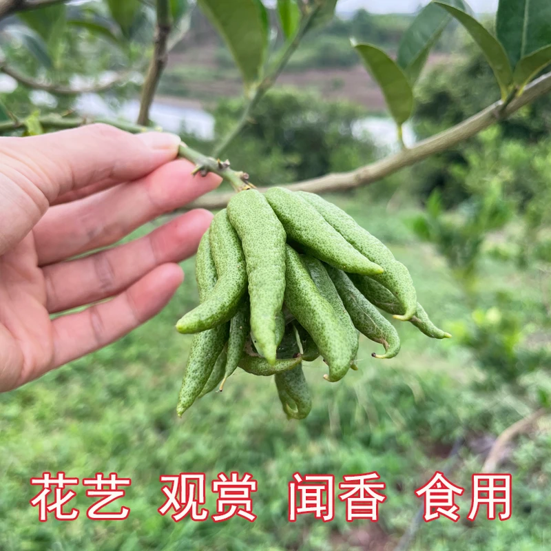 【闻香观赏】新鲜佛手柑佛手果天然香薰佛手花卉种植产地发货送礼