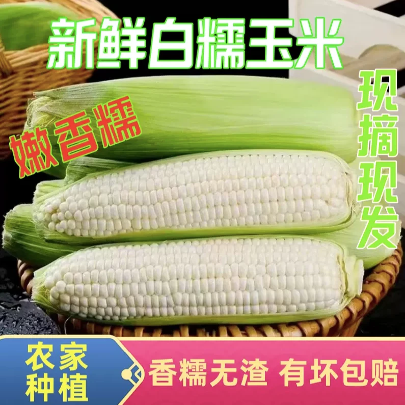 农家自种当季新鲜软糯香甜白糯玉米带皮现摘现发非转基因低脂饱满