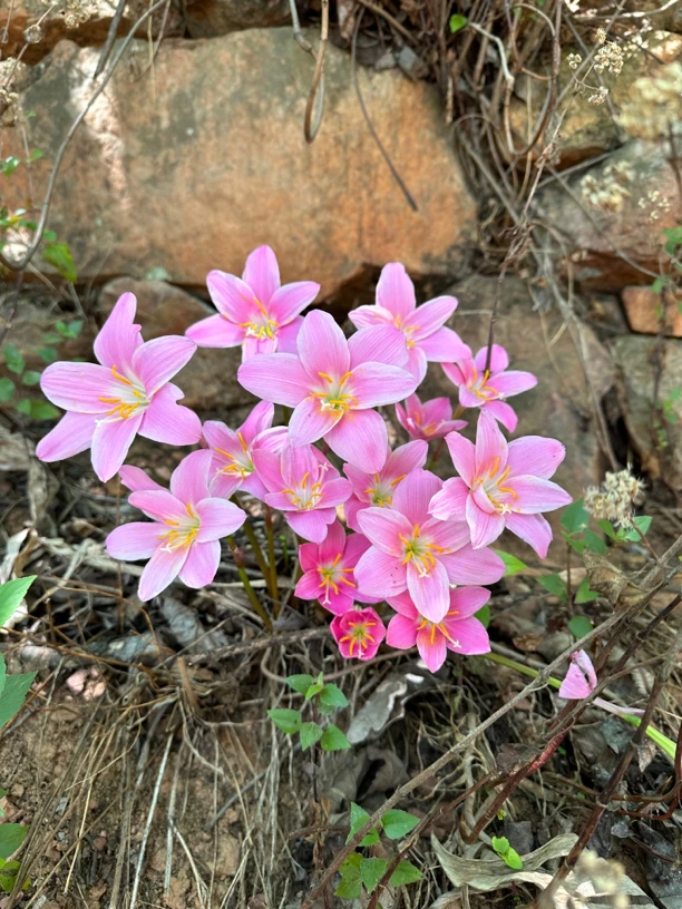 风雨兰种苗盆栽葱兰种球花苗绿植花卉阳台四季韭菜兰韭莲花苗石蒜
