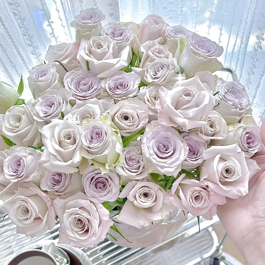 【任选3扎包邮】丽江品牌 海洋之新心10枝  路损20%以内不售后