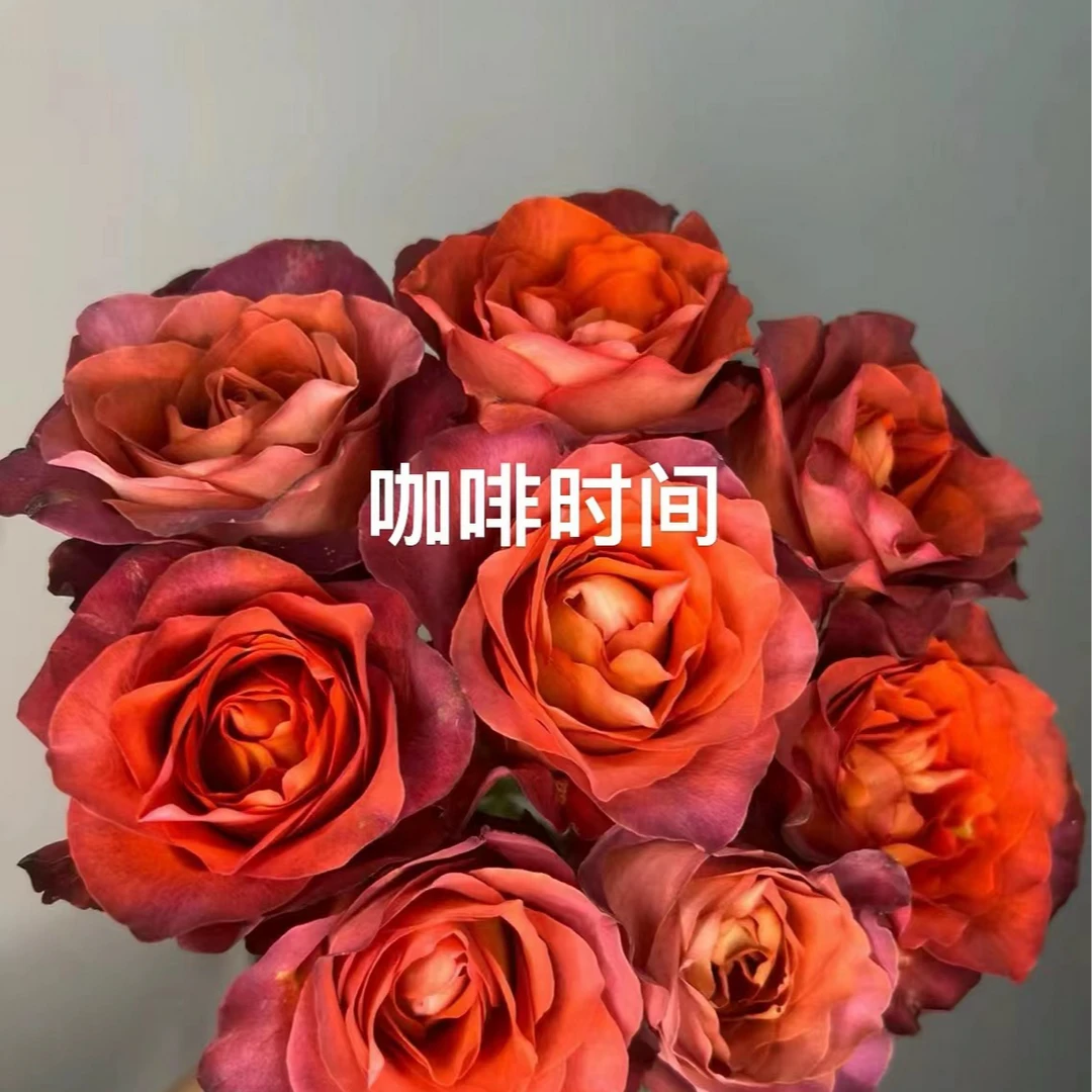 【任选3扎包邮】咖啡时间10枝  路损20%以内不售后
