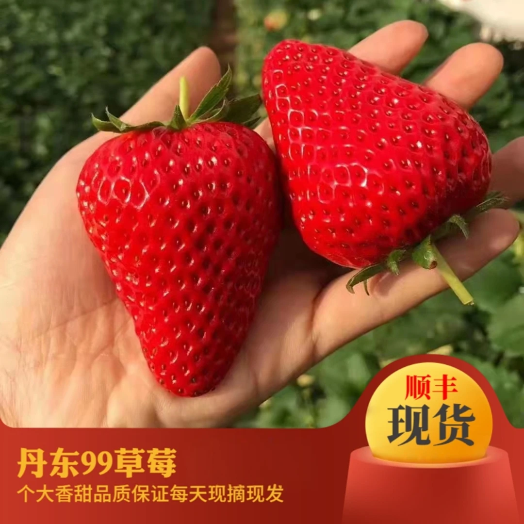 丹东九九草莓99大草莓东港99草莓久久马家岗红颜草莓顺丰包邮水果
