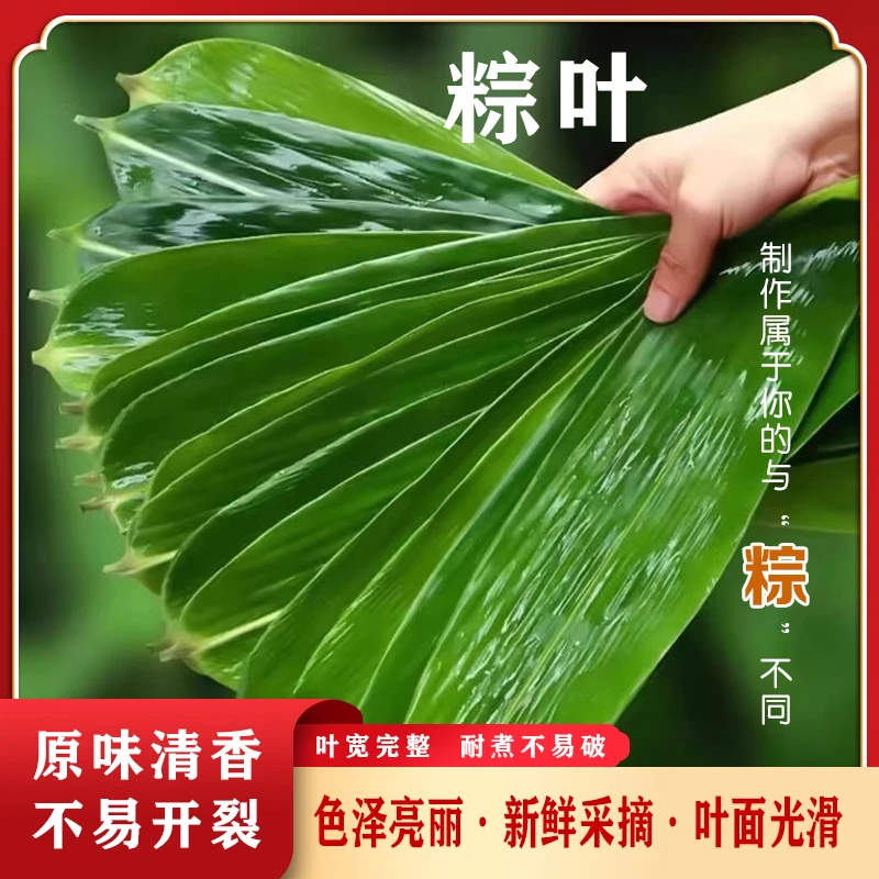 粽子叶大宽叶粽子叶新鲜粽叶家用手工现摘箬叶端午节大粽叶精选