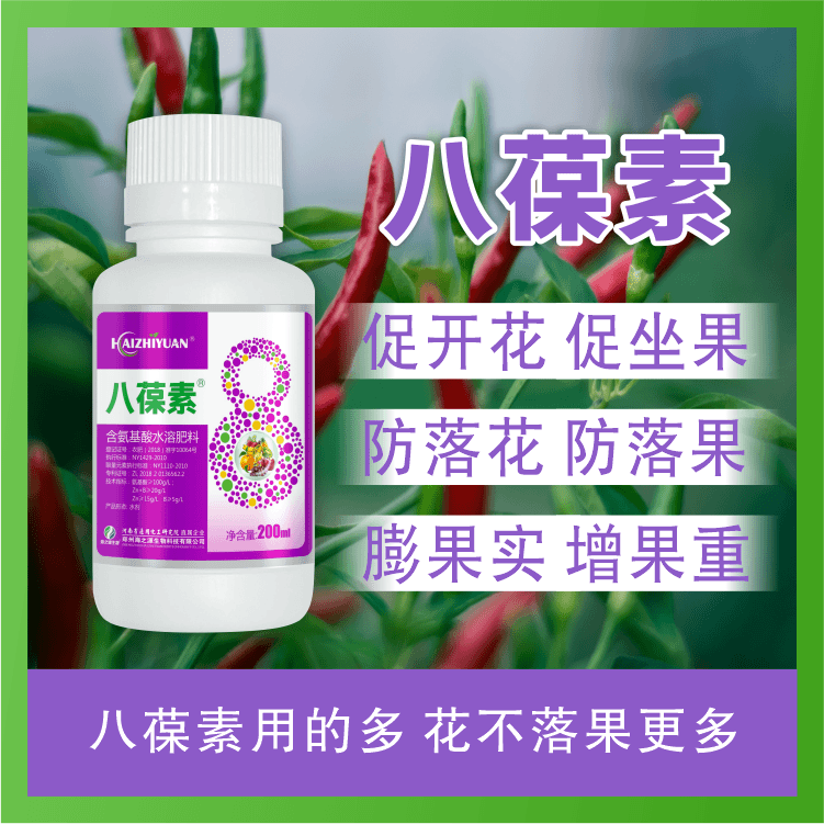 大户专享 八葆素美椒娘辣椒种植促开花促坐果防落花高产厂家直销