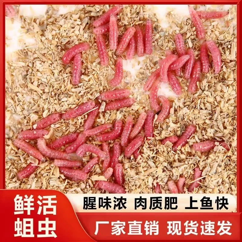 新鲜活红蛆虫脓腥钓鱼饵宠物食物可钓石斑马口白条公鲜活钓鱼蛆虫