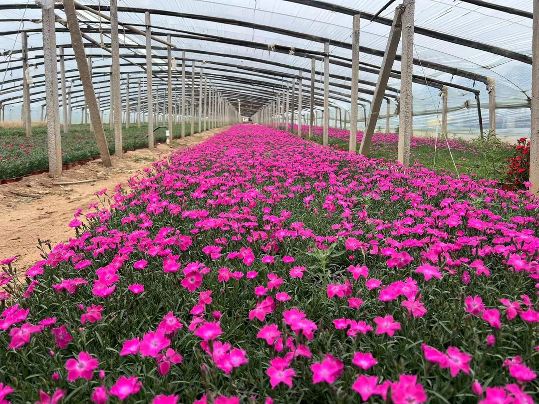 【欧石竹】拍一盆有运费！！拍六盆包邮！！四季开花 粉色花海 庭院地栽