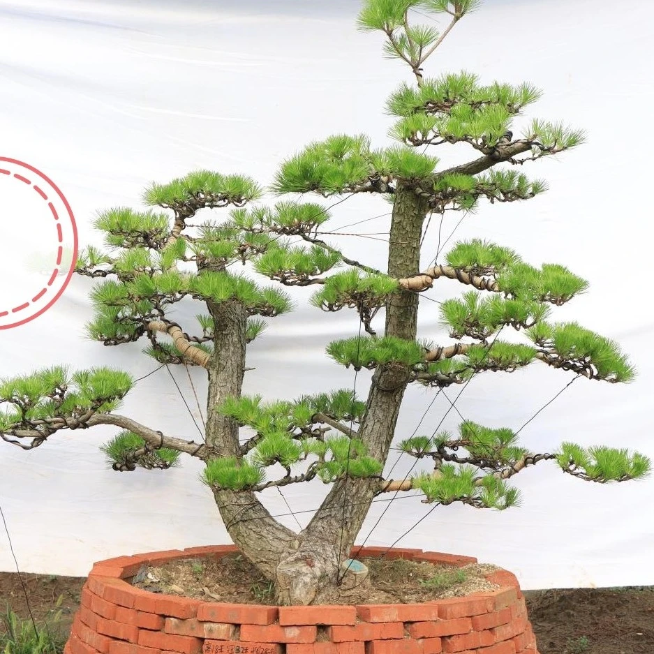 造型黑松，造型赤松