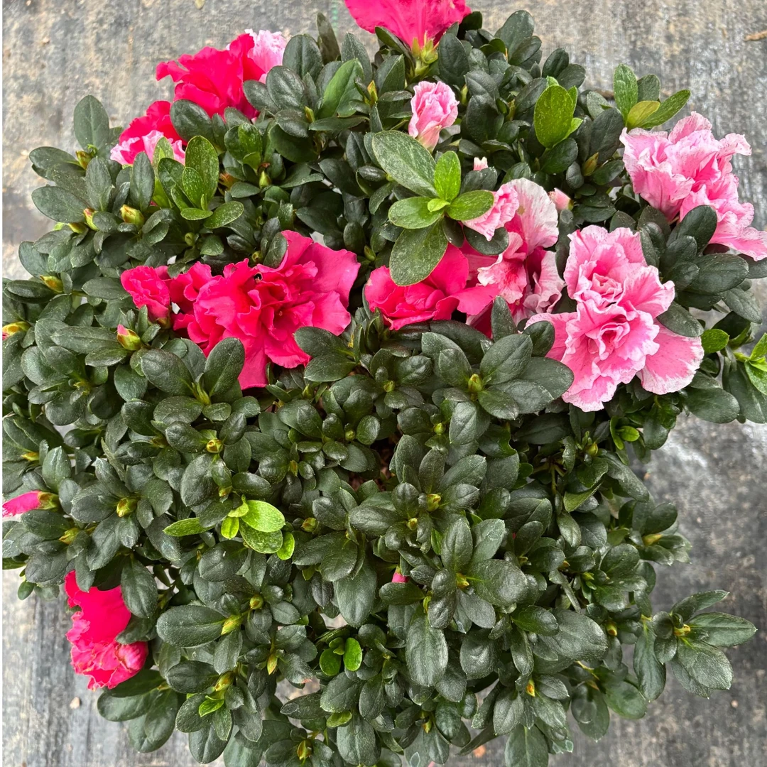 五宝喷砂杜鹃盆栽老桩树苗带花苞四季开花超长花期阳台室外耐寒