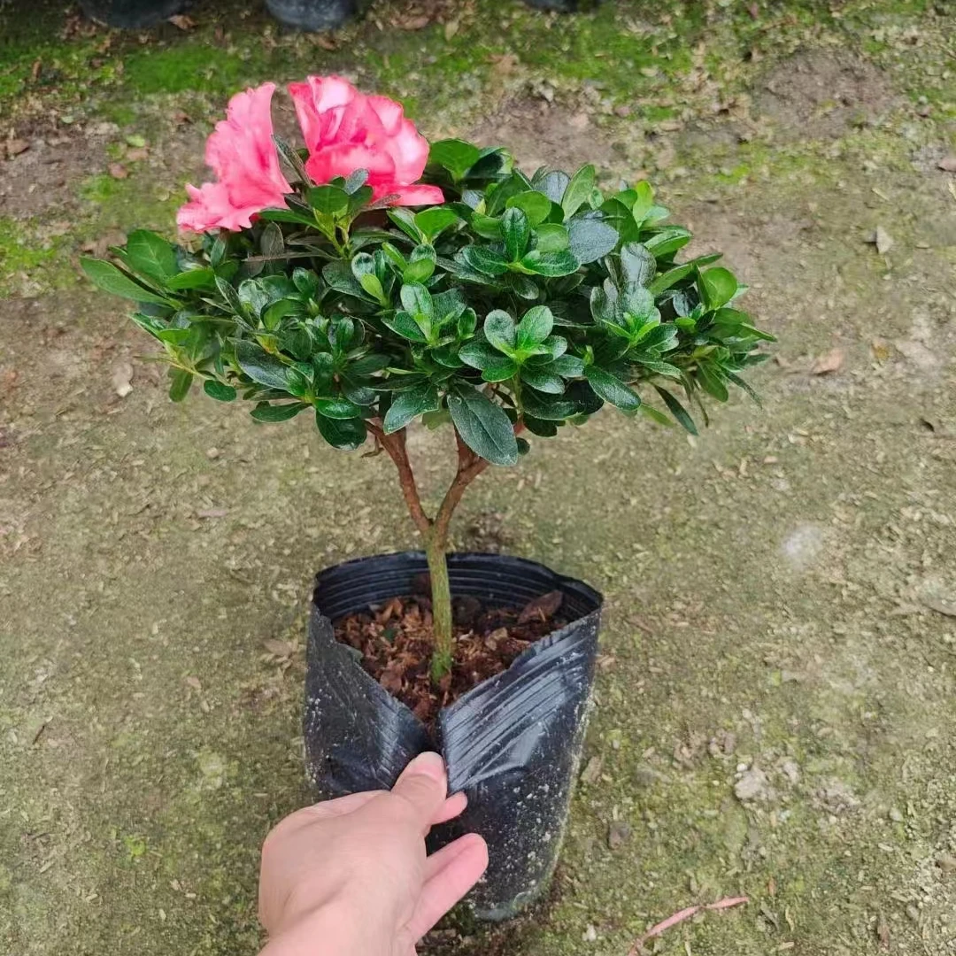 梅红杜鹃盆栽老桩树苗带花苞四季开花超长花期阳台室外耐寒庭院