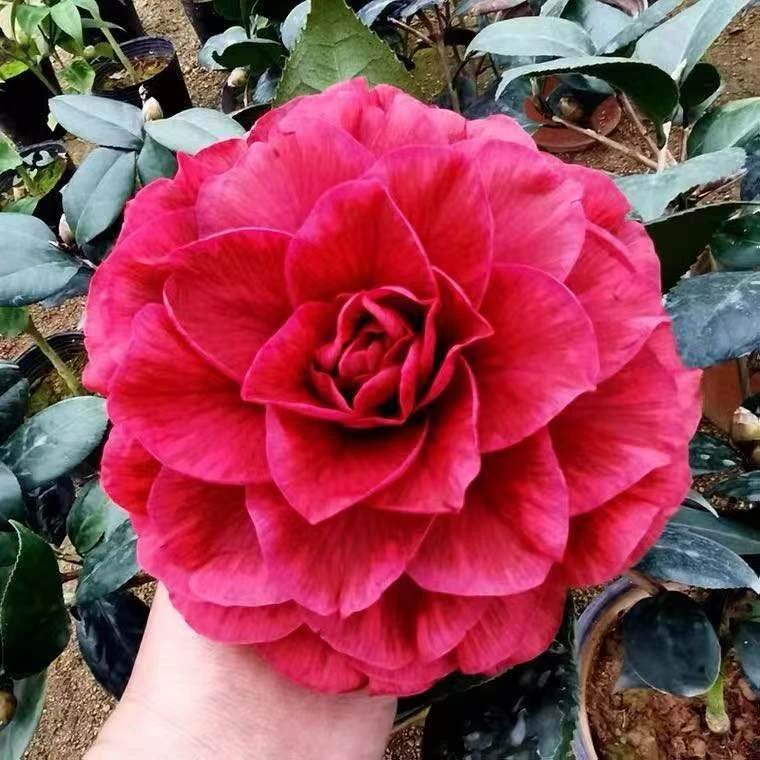 【顺丰青叶贝拉】品种盆栽树苗带花苞室内室外绿植开花基地种植