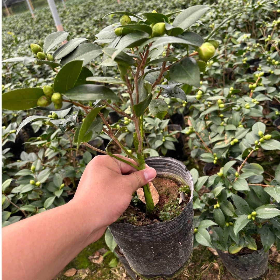 【小香妃茶花】山茶花树苗盆栽粉色带花苞室外室内盆栽花庭院
