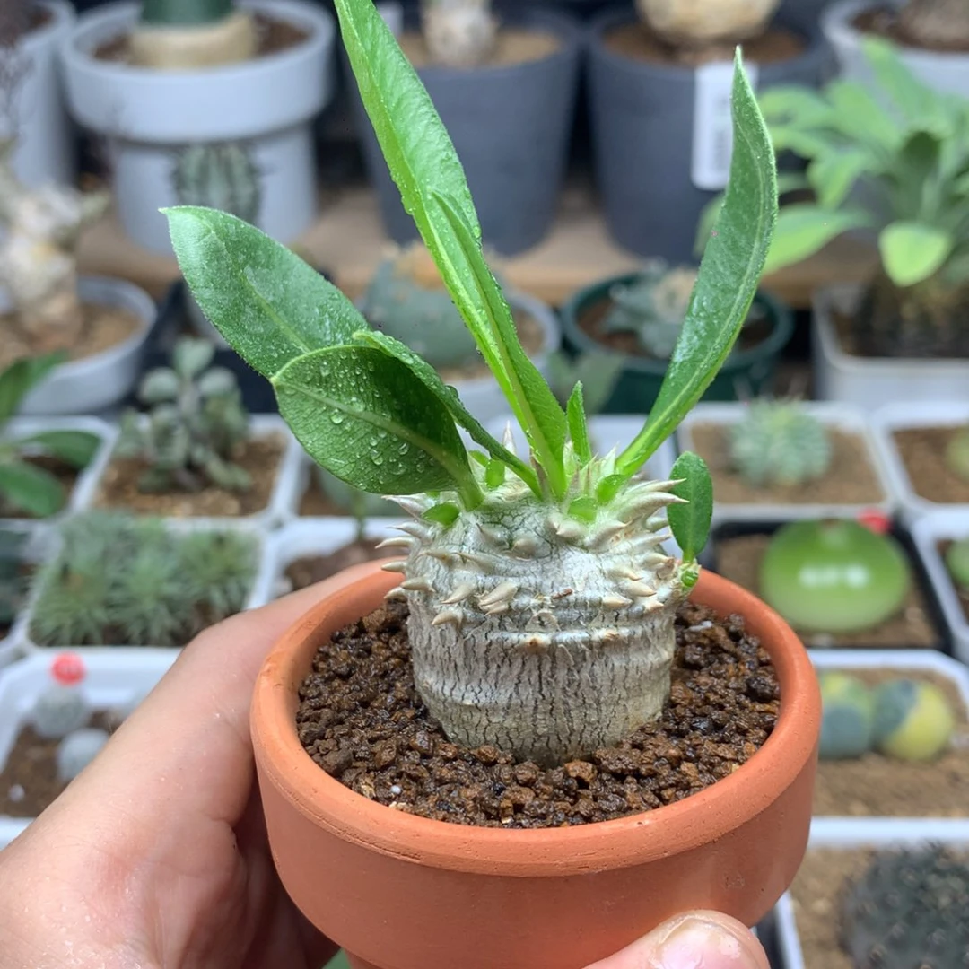 惠比须笑带盆发货