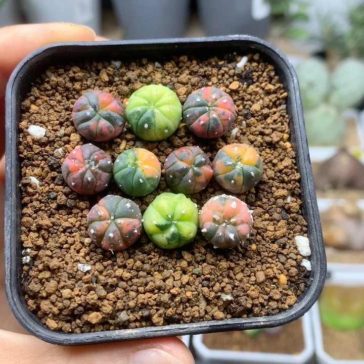 实生散斑兜锦五颗1-1.1cm