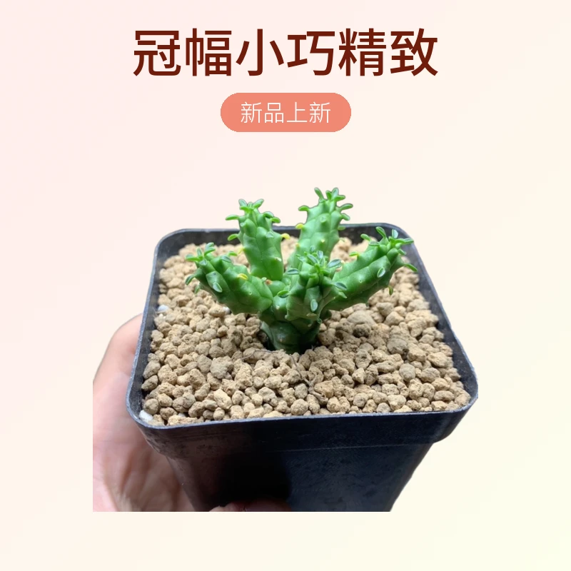单颗实生小苗九头龙大戟量拍