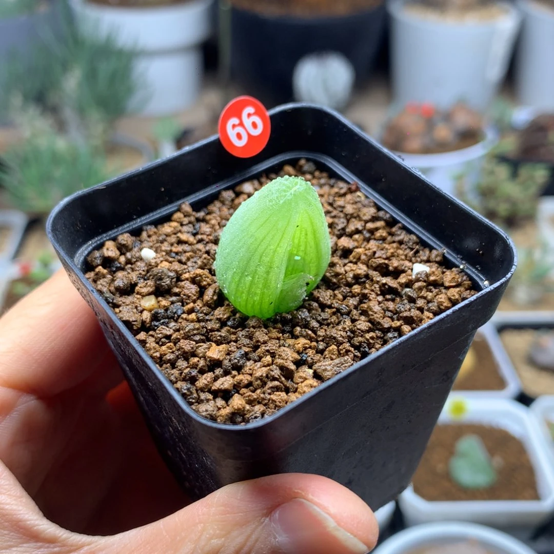 正版佛座箍脱土多肉