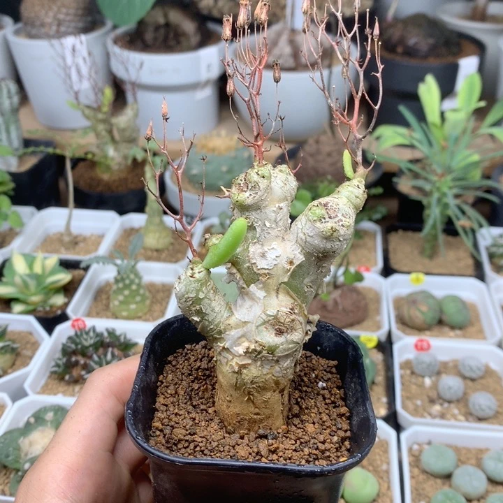 奇峰锦属：大万物想带盆