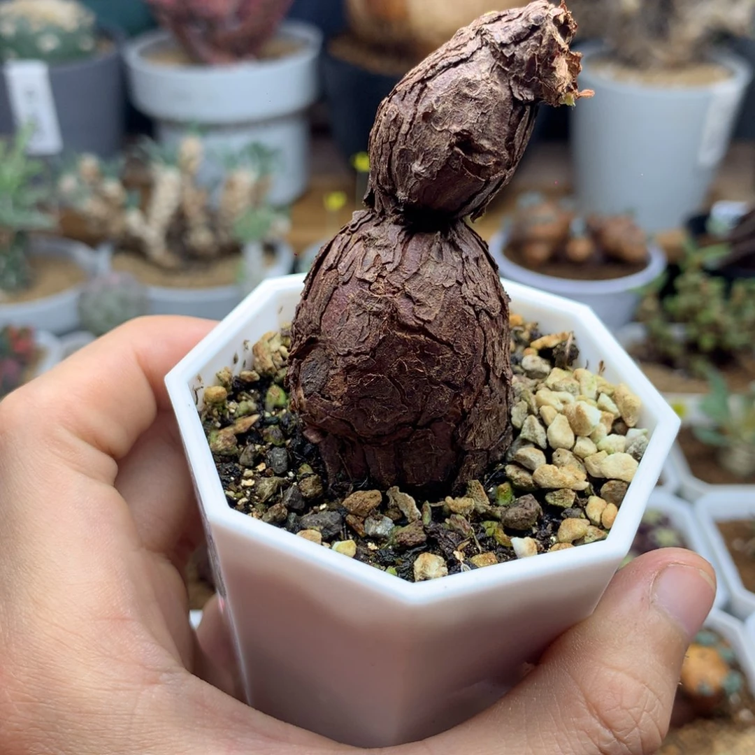 枯木杨葵多肉带盆