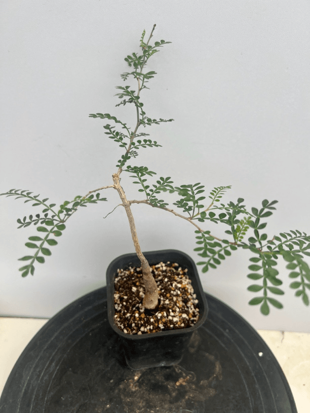 实生象足漆树带盆发货