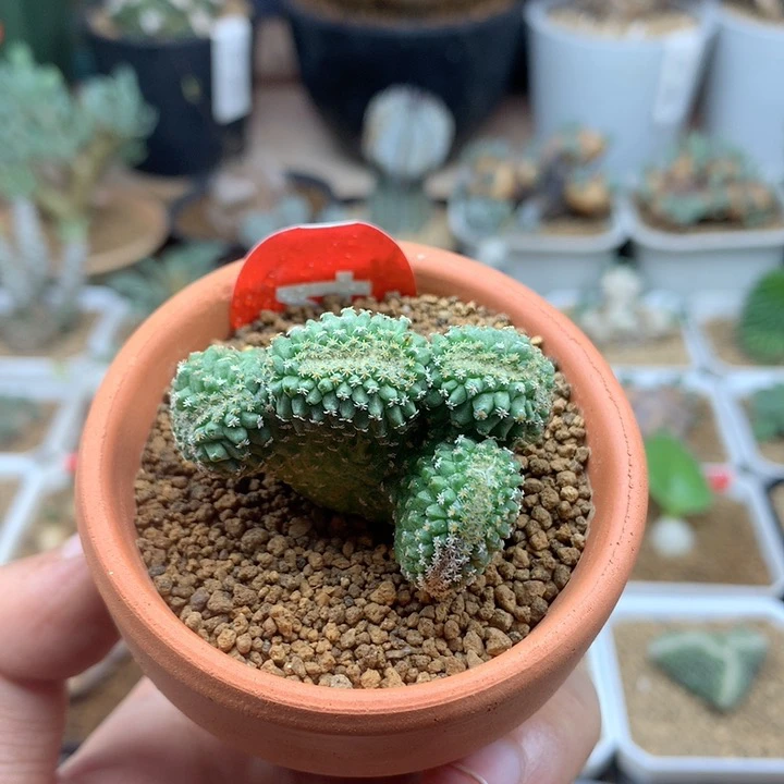 实生菊水缀化仙人球