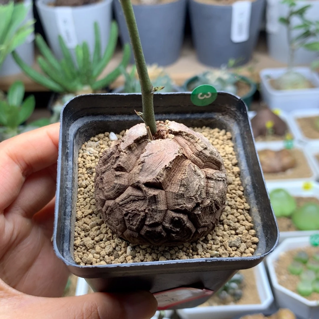 南非龟甲龙带盆4.4cm