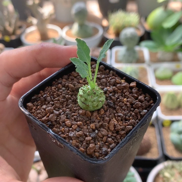 1.2cm羊玉大戟带盆多肉