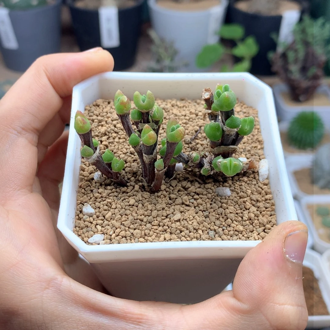 ?*王枝干兔子多肉脱土