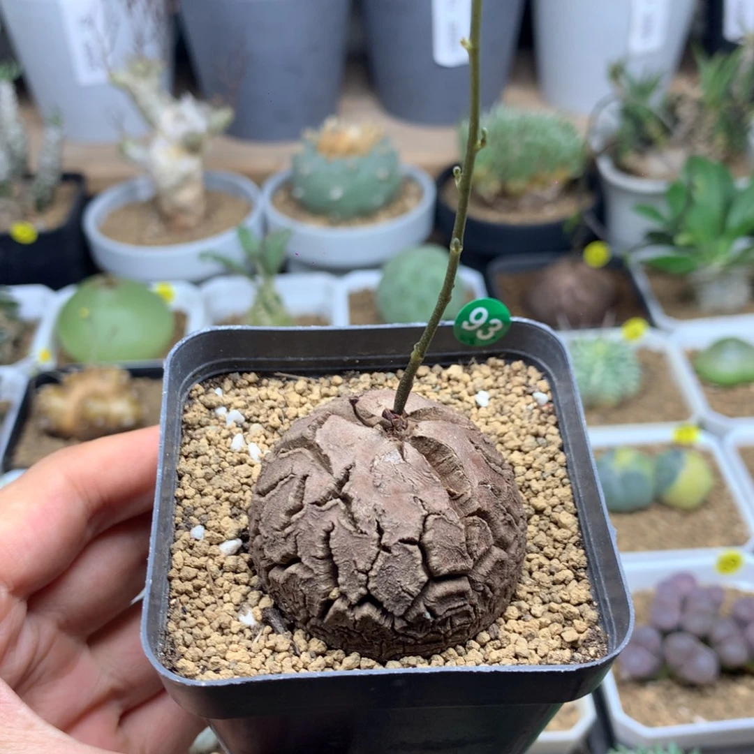 南非龟甲龙带盆4.3cm