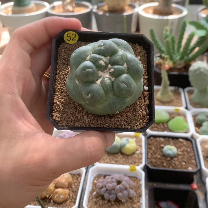 侧芽萝卜根 无刺象芽玉蜘蛛眼仙人球