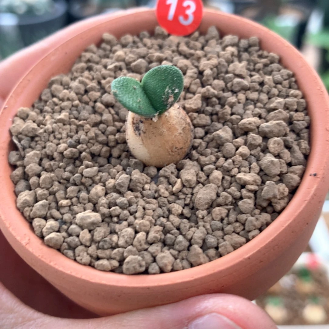 钢锉灯台百合脱土多肉